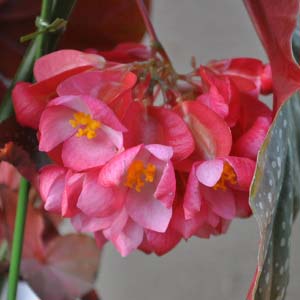 Begonia2.jpg