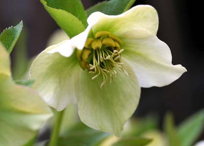 Christmas roseB.jpg