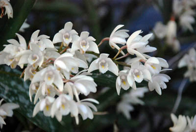 Dendrobium Moniliforme2.jpg