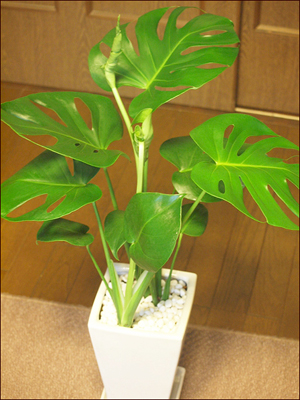 Monstera3.jpg