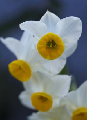 NarcissusB.jpg
