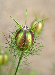Nigellanomi.jpg