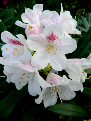 RhododendronA.jpg