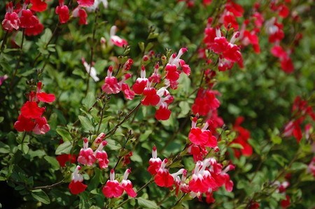 Salvia microphylla.jpg