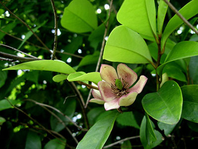 カラタネオガタマの育て方 自然樹形で栽培できます 花と木の育て方 元気に生長させる栽培のコツ