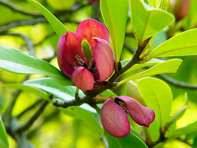 カラタネオガタマの品種 花と木の育て方 元気に生長させる栽培のコツ