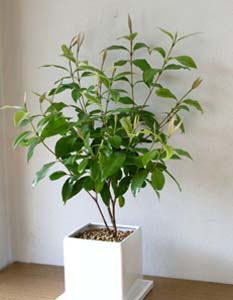 lemon myrtle ki 250.jpg