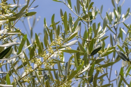 olive001.jpg