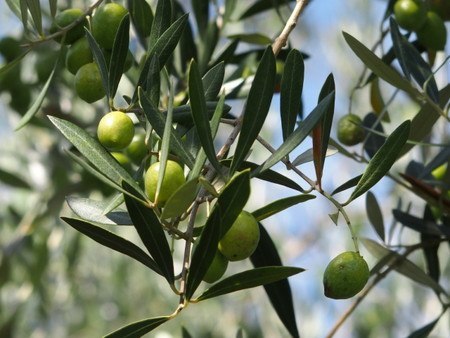 olive002.jpg