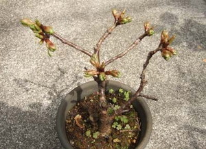 sakura-bonsai001.jpg