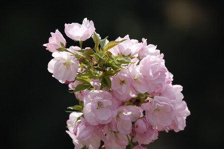 sakura002.jpg