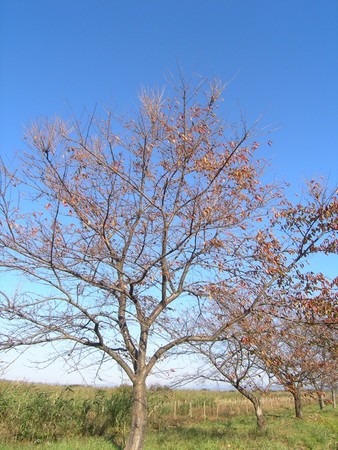 sakura12gatu02.jpg