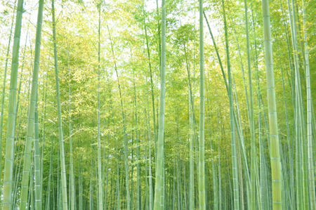 タケの剪定方法は？ - 花と木の育て方│元気に生長させる栽培のコツ！